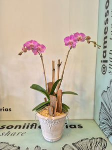 ODESA (solo Toluca y sus alrededores)