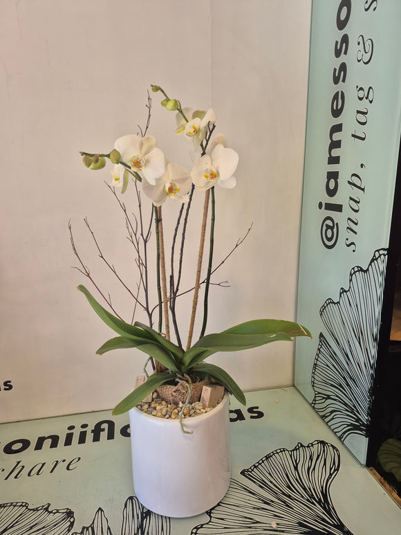 PARGA (SOLO TOLUCA Y SUS ALREDEDORES)