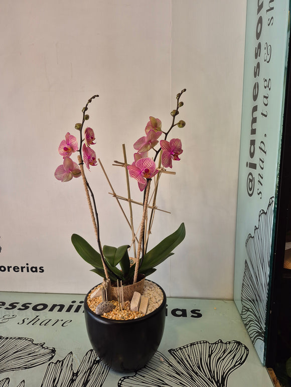 ADAK (SOLO TOLUCA Y SUS ALREDEDORES)