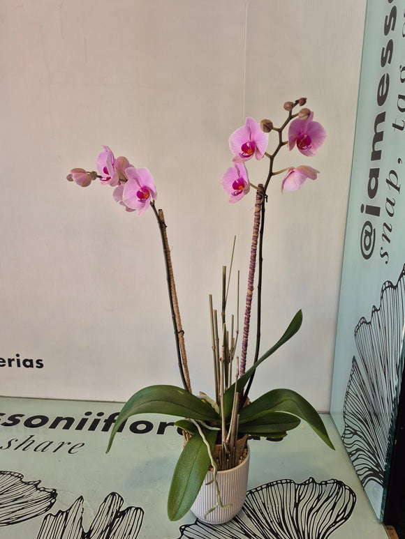 TANANA (SOLO TOLUCA Y SUS ALREDEDORES)