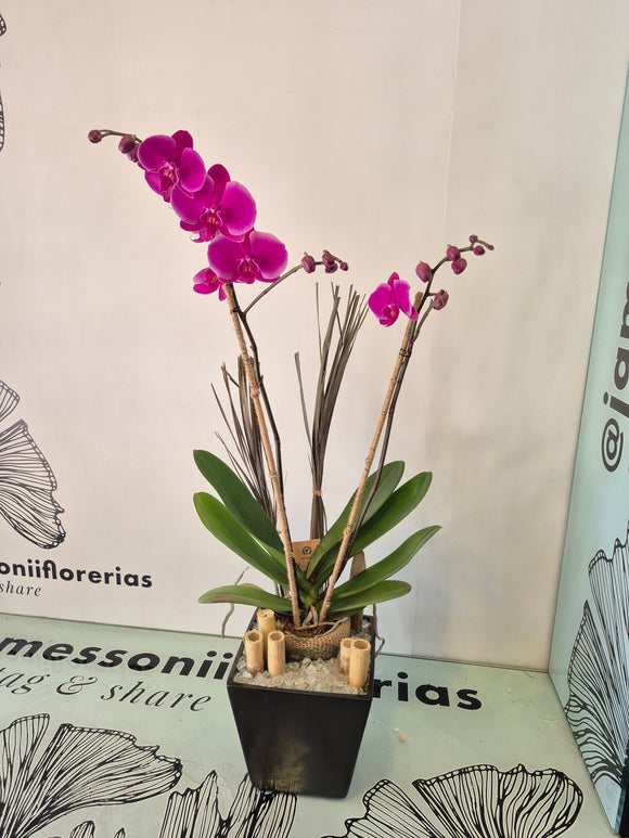 TOLENTINO (Solo Toluca y alrededores)