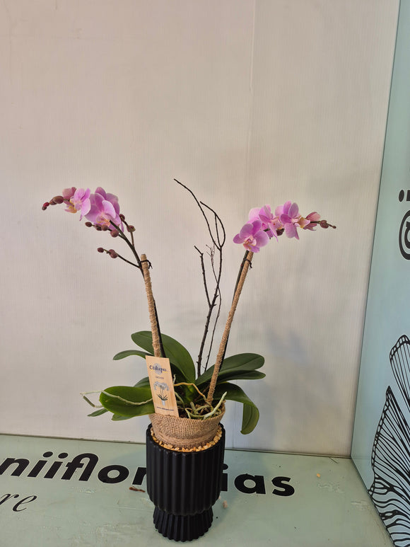 VERONA (SOLO TOLLUCA Y ALREDEDORES)