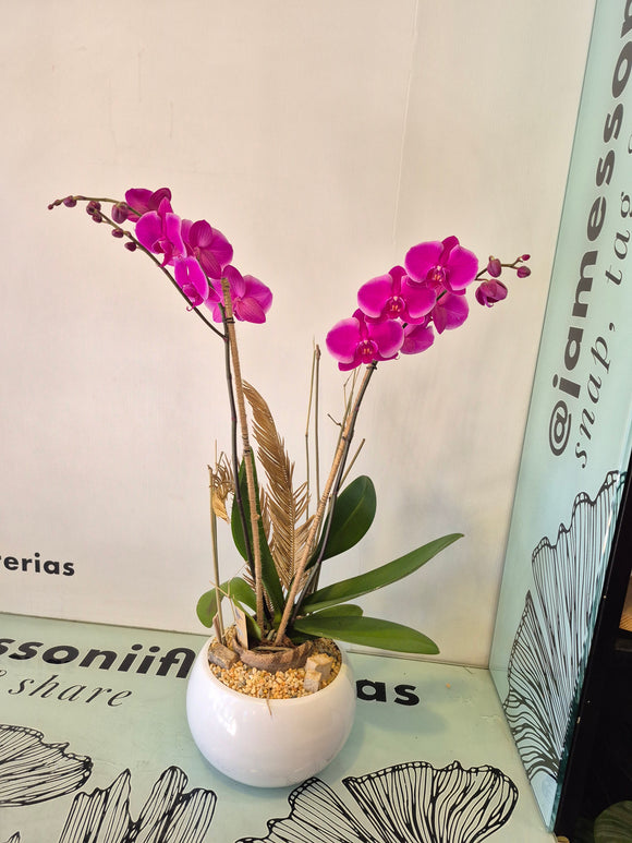 MALTA (Solo Toluca y sus alrededores)