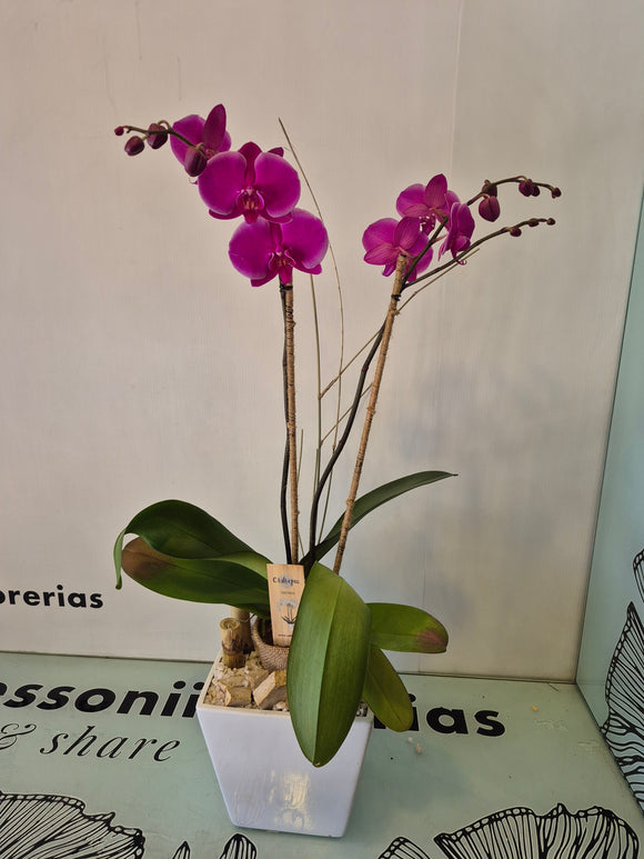 BORISPOL (Solo Toluca y sus alrededores)