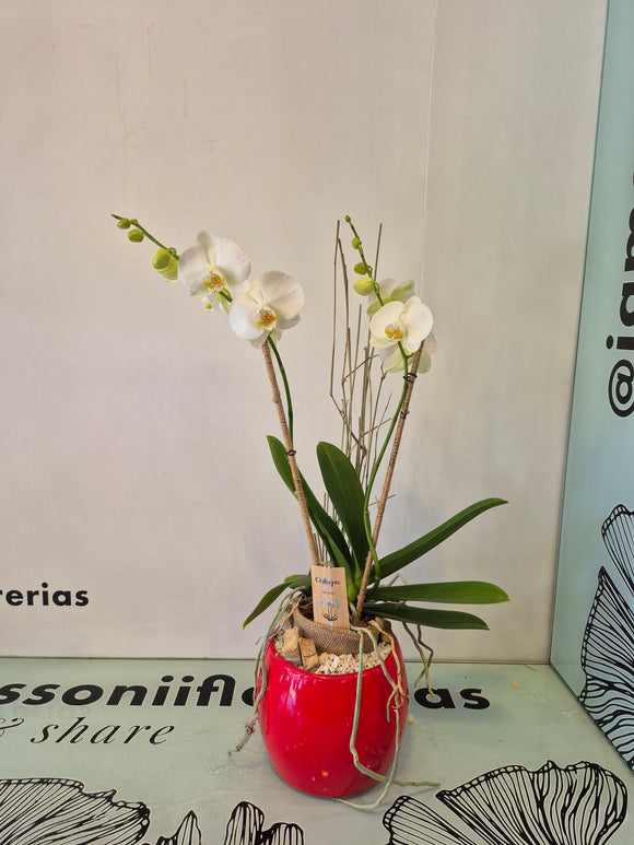 ODESA (solo Toluca y sus alrededores)