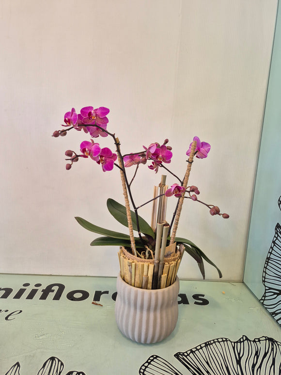 IVANO (Solo Toluca y sus alrededores)