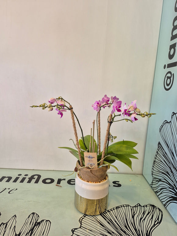 KIELCE (Solo Toluca y alrededores)