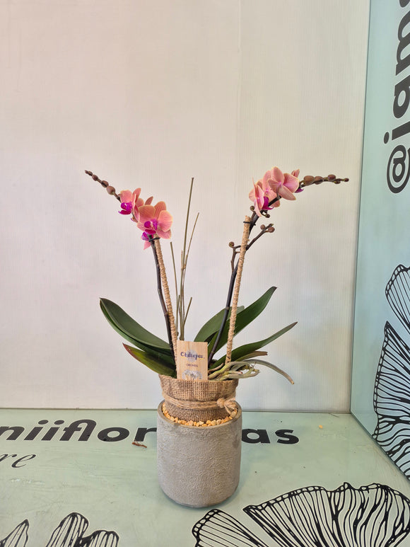 LEOPOLIS (solo Toluca y sus alrededores)