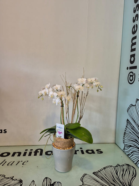 ATHONE (Solo Toluca y alrededores)